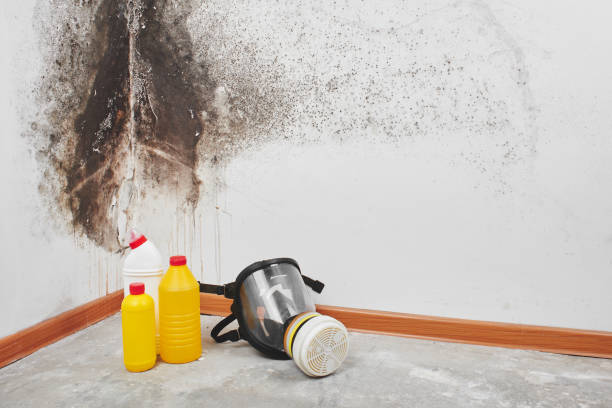 Best Attic Mold Removal  in Las Lomas, TX