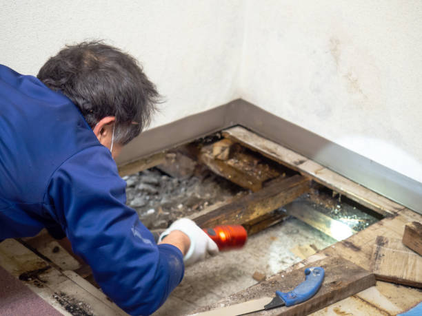 Best Mold Testing  in Las Lomas, TX