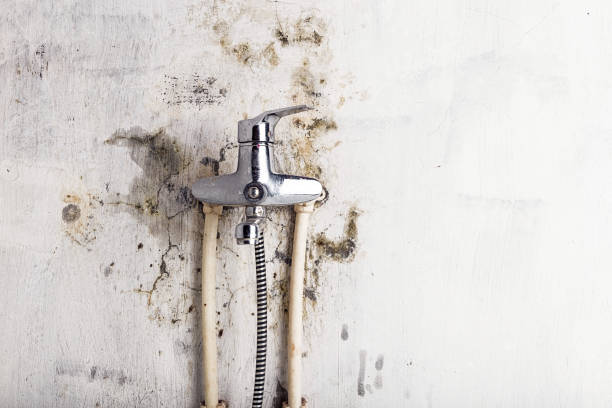 Best Home Mold Removal  in Las Lomas, TX