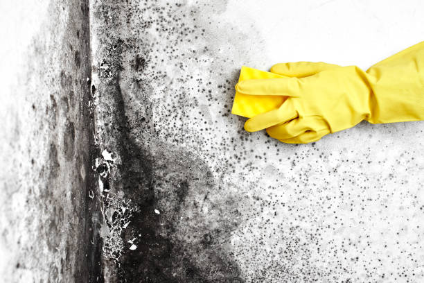 Best Same-Day Mold Removal  in Las Lomas, TX