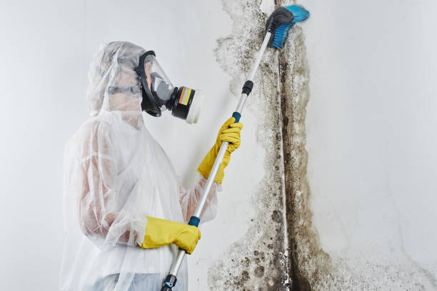 Crawl Space Mold Removal in Las Lomas, TX