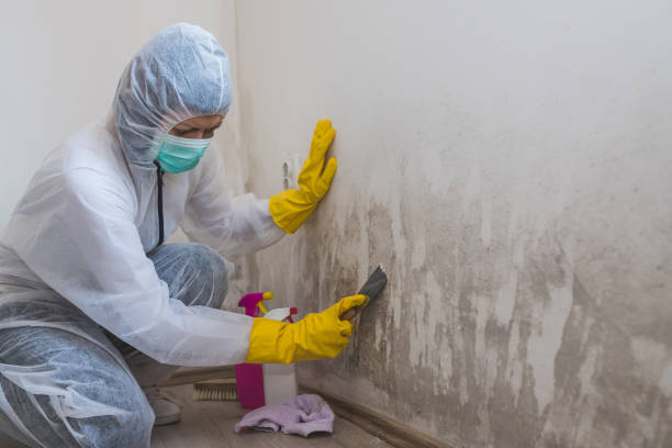 Best Mold Removal Company Near Me  in Las Lomas, TX