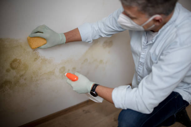 Best Professional Mold Removal  in Las Lomas, TX