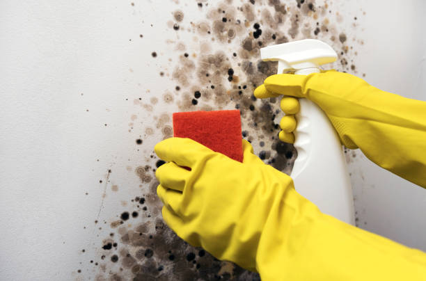 Best Mold Remediation  in Las Lomas, TX