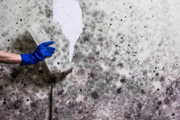 Best Affordable Mold Removal  in Las Lomas, TX