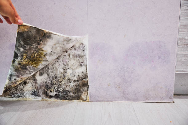Attic Mold Removal in Las Lomas, TX